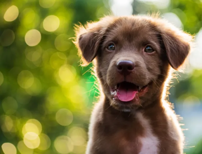Happy, smiling brown puppy outdoors